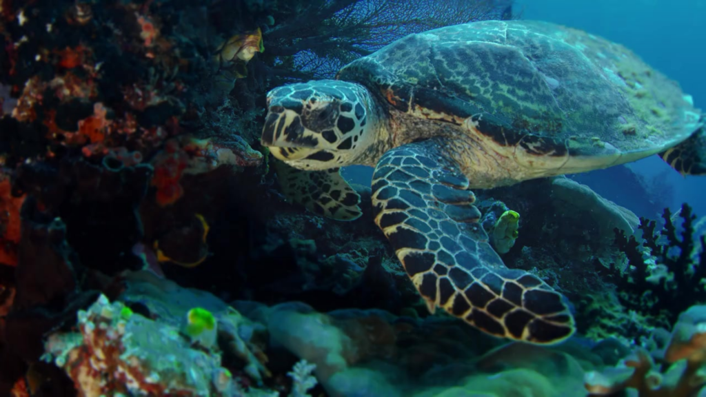 Family Fun in Chicago at the Shedd Aquarium